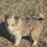 Pierre, a male Border Collie for sale in Rock, KS – Photo 3 of 10