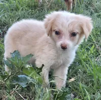 Shine, a female Border Collie for sale in Rock, KS – 3 of 8