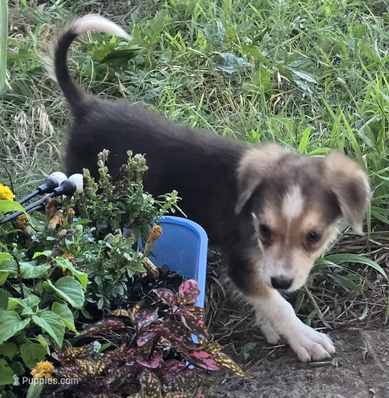 Samoa – Border Collie puppy for sale in Rock, KS