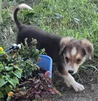 Samoa, a female Border Collie for sale in Rock, KS – 3 of 9