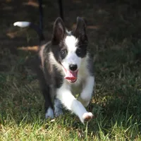 Dax, a male Border Collie for sale in Douglass, KS – 2 of 10