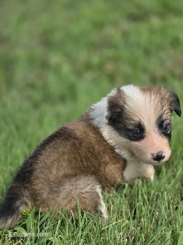 Dana – Border Collie puppy for sale in Rock, KS