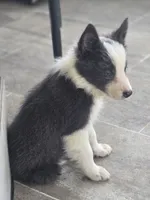 Dax, a male Border Collie for sale in Douglass, KS – 5 of 9