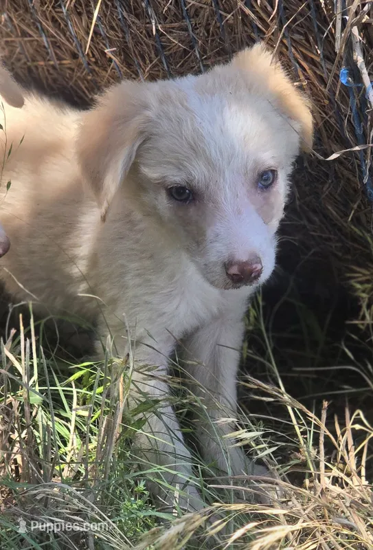 Sergio – Border Collie puppy for sale in Rock, KS