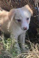 Sergio, a male Border Collie for sale in Rock, KS – 1 of 6