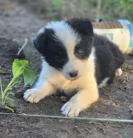 Sylvester , a male Border Collie for sale in Rock, KS – 7 of 10