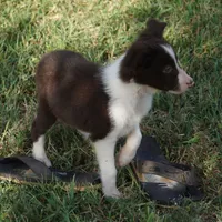 Destiny, a female Border Collie for sale in Rock, KS – 6 of 7