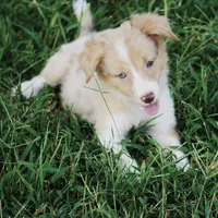Dahlia, a female Border Collie for sale in Rock, KS – 5 of 5