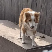 Cessi, a female Border Collie for sale in Rock, KS – Photo 3 of 3