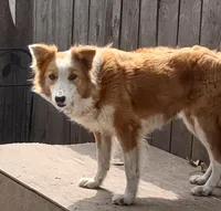 Cessi, a female Border Collie for sale in Rock, KS – Photo 1 of 3