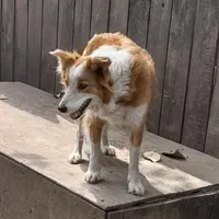 Cessi, a female Border Collie for sale in Rock, KS – Photo 2 of 3