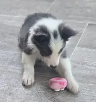 Dax, a male Border Collie for sale in Douglass, KS – 3 of 9