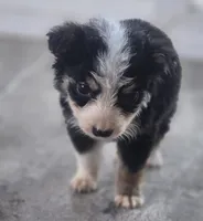 Samson, a male Border Collie for sale in Rock, KS – 2 of 6