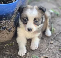 Stellan, a male Border Collie for sale in Rock, KS – 3 of 10