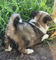 Stellan, a male Border Collie for sale in Douglass, KS – 3 of 3