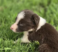 Destiny, a female Border Collie for sale in Rock, KS – 2 of 4