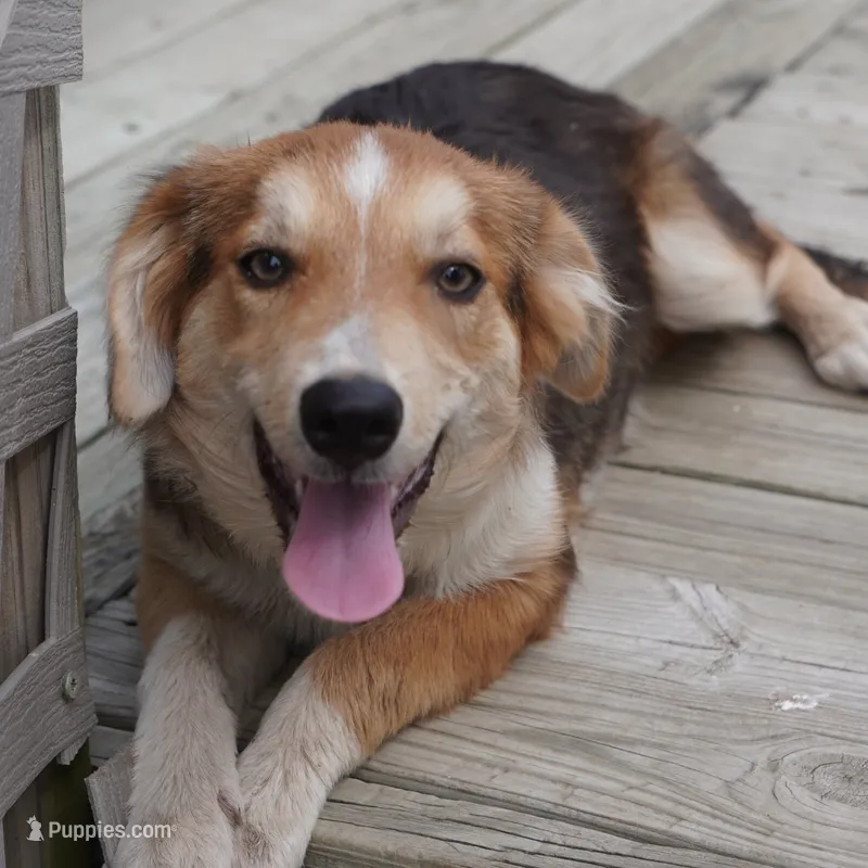 Samoa – Border Collie puppy for sale in Douglass, KS
