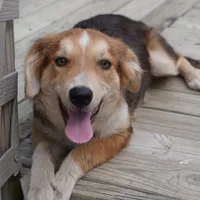 Samoa, a female Border Collie for sale in Douglass, KS – 1 of 7