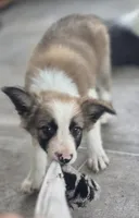 Doby, a male Border Collie for sale in Rock, KS – 3 of 10