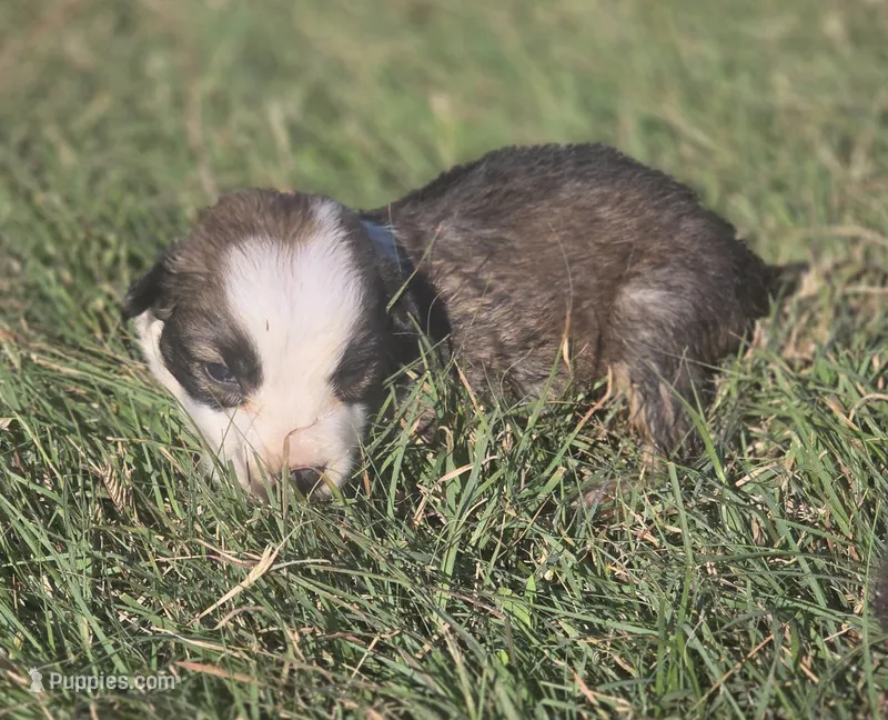 Stellan – Border Collie puppy for sale in Rock, KS