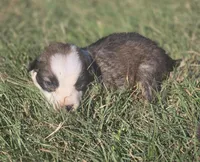 Stellan, a male Border Collie for sale in Rock, KS – 1 of 3