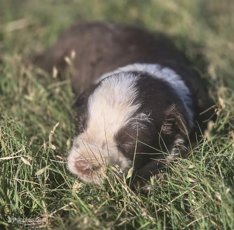 Sebastian  – Border Collie puppy for sale in Rock, KS
