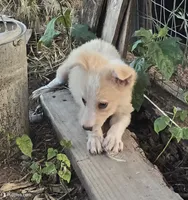 Sunny, a female Border Collie for sale in Douglass, KS – 5 of 5