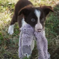 Destiny, a female Border Collie for sale in Rock, KS – 1 of 7