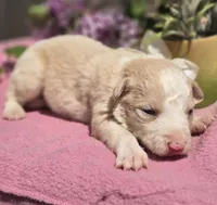 Shine, a female Border Collie for sale in Rock, KS – Photo 2 of 4