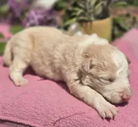 Shine, a female Border Collie for sale in Rock, KS – Photo 4 of 4