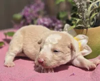Shine, a female Border Collie for sale in Rock, KS – Photo 1 of 4
