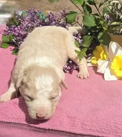 Shine, a female Border Collie for sale in Rock, KS – Photo 3 of 4