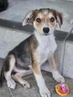 Samoa, a female Border Collie for sale in Rock, KS – 2 of 9