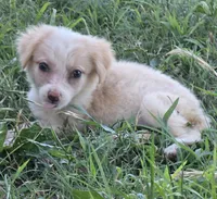 Shine, a female Border Collie for sale in Rock, KS – 2 of 8