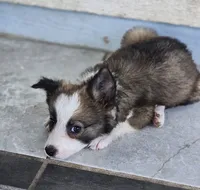 Stellan, a male Border Collie for sale in Douglass, KS – 2 of 3