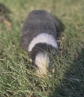 Silas, a male Border Collie for sale in Rock, KS – 3 of 3