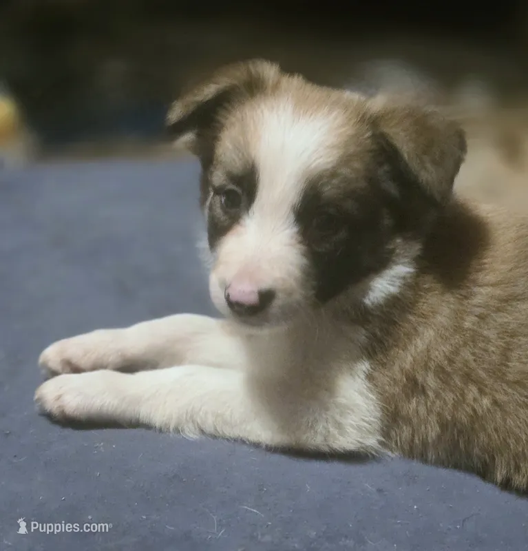 Damon – Border Collie puppy for sale in Rock, KS