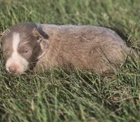 Sage , a female Border Collie for sale in Rock, KS – 2 of 3