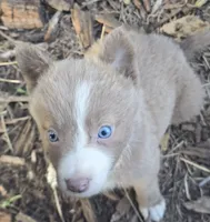 Sage , a female Border Collie for sale in Rock, KS – 6 of 9