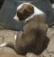Dana, a female Border Collie for sale in Douglass, KS – 6 of 9