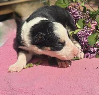 Shade, a female Border Collie for sale in Rock, KS – Photo 2 of 4
