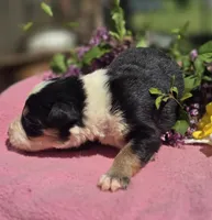 Shade, a female Border Collie for sale in Rock, KS – Photo 4 of 4