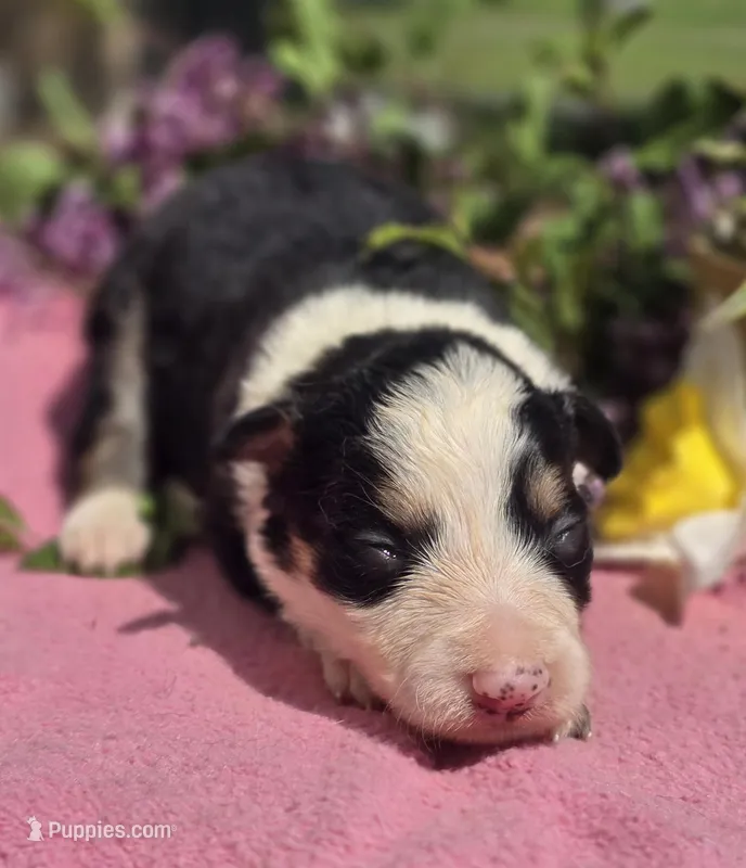 Shade – Border Collie puppy for sale in Rock, KS