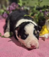 Shade, a female Border Collie for sale in Rock, KS – Photo 1 of 4