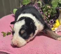 Shade, a female Border Collie for sale in Rock, KS – Photo 3 of 4