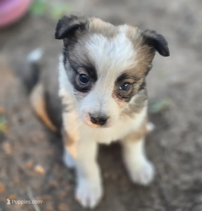 Stellan – Border Collie puppy for sale in Rock, KS