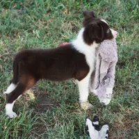 Destiny, a female Border Collie for sale in Rock, KS – 2 of 7