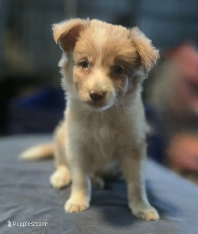 Dahlia – Border Collie puppy for sale in Rock, KS