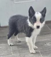 Dax, a male Border Collie for sale in Douglass, KS – 2 of 9