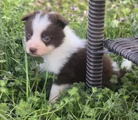 CJ, a male Border Collie for sale in Rock, KS – Photo 3 of 5